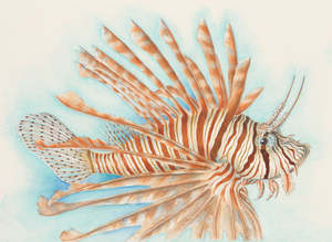 All: Fish series - A Lionfish