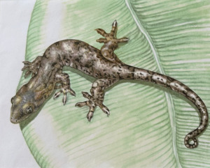 Original Art: Lizards - Mourning Gecko