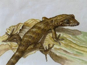 Original Art: Lizards - Solomon slender-toed gecko
