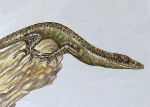 Natural History: Lizards - Black-bordered Emo Skink