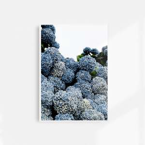Hydrangeas Photographic Print