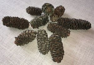 Products: Banksia Cones