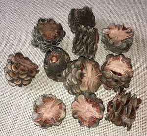 Products: Banksia Cones Sliced