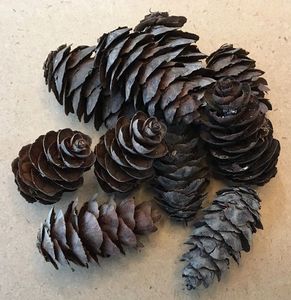 Products: Douglas Fir Cones