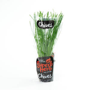 Chives - Superb Herb