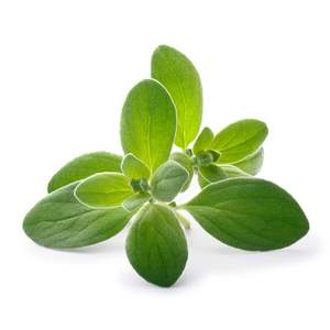 Products: Marjoram - Superb Herb