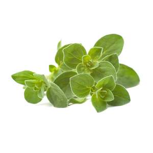 Products: Oregano - Superb Herb