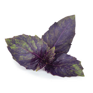 Products: Purple Basil - Superb Herb