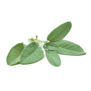 Sage - Superb Herb