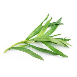 Products: French Tarragon - Superb Herb