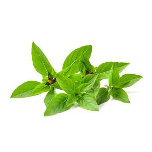 Thai Basil - Superb Herb