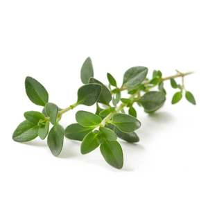 Thyme - Superb Herb