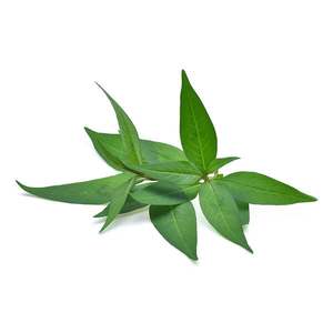 Vietnamese Mint - Superb Herb