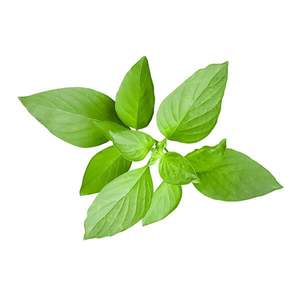 Lemon Basil - Superb Herb