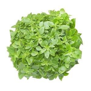 Products: Mini Leaf Basil - Superb Herb