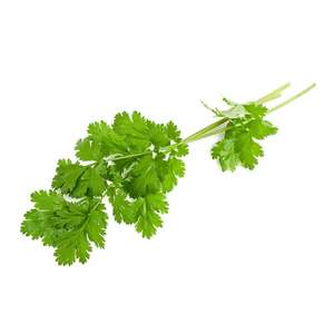 Products: Coriander - Superb Herb