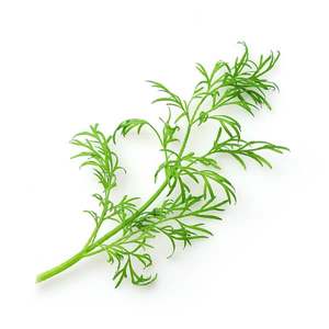 Products: Dill - Superb Herb