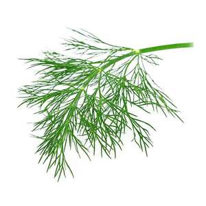 Fennel - Superb Herb