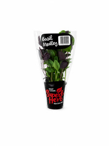 Basil Medley - Superb Herb