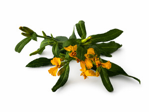 Texas Tarragon - Superb Herb