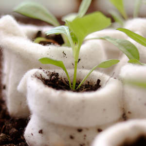 Wool Propagation Pot