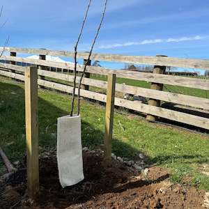 Frontpage: Fruit / Specimen Tree Guard