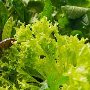 Frontpage: 🌿 Summer Greens Grow Pack