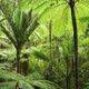 Tane Rewilding Innovations