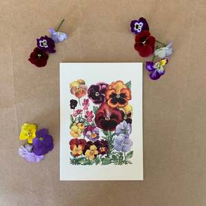 Spring: PANSIES ~ GREETING CARD