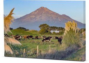 Canvas – A Rural Taranaki Summer