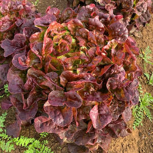 Red Oak Lettuce