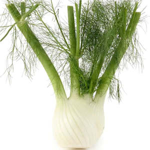 Fennel bulb