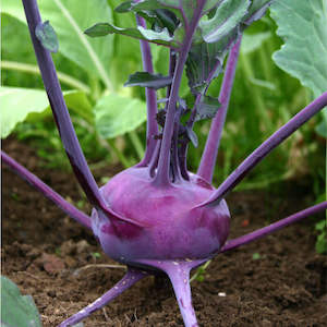 Kohlrabi - Large Purple