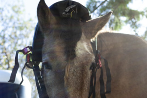 Atlas Equine Massager: Trial Atlas Equine Massager Hire