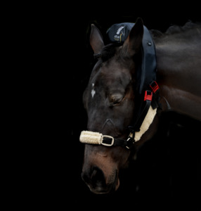Atlas Equine Cranial Massager Pre-Launch