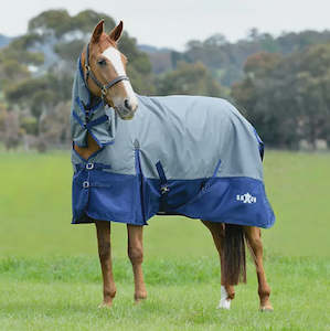 Rugs: Saxon Defiant w Buckle 600D Combo