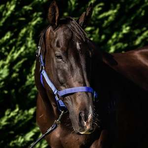 Flair Break Away Web Halter