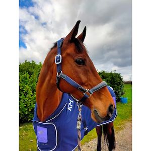 Halters Leads: KM Elite Leather Contrast Head Collar