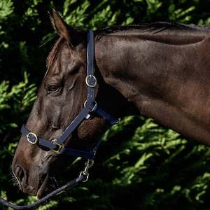 Halters Leads: Flair PVC Harness Webbed Halter