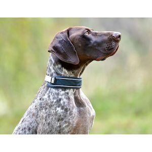 Pet Accessories: Explorer Dog Collar