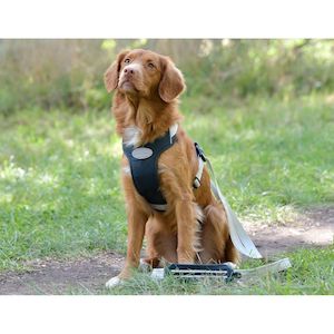 Explorer Dog Harness