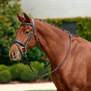 Bridles: Dublin Padded Flash Bridle
