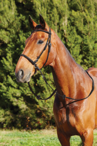 Horse Wear: Dublin Bitless Bridle