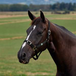 Horse Wear: Dublin Everyday Headcollar