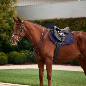 Breastplates Martingales: Dublin 3 Point Breastplate with Brass Buckles