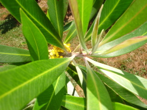 Products: Tristaniopsis laurina