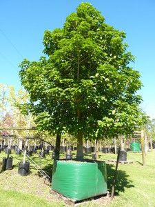 Products: Vitex lucens – Puriri