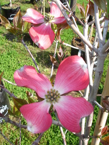 Products: Cornus florida Cherokee Chief
