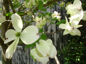 Products: Cornus florida Cherokee Princess