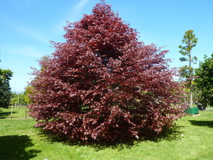 Products: Fagus sylvatica Purpurea
